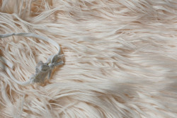 Backdrop faux fur creme