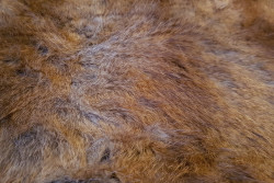 Faux fur, backdrop