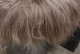Kleine prachtige vacht, licht bruin Kleine prachtige vacht, licht bruin