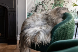 Prachtige IJslandse vacht