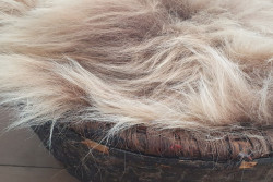 Kleine prachtige vacht, bruin lang haar