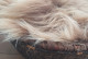 Kleine prachtige vacht, bruin lang haar Kleine prachtige vacht, bruin lang haar