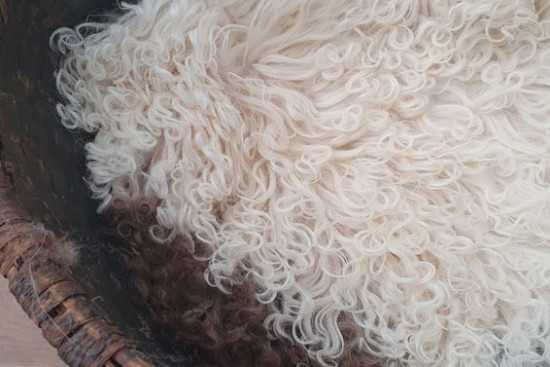 Vacht bergschaapwol 1 Vacht bergschaapwol 1
