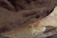 Bergschaapwol bruin